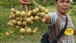 Segar! Wisata ke Kebun Kelengkeng di Aceh Besar