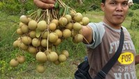Kelengkeng manis