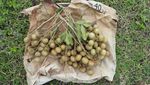 Segar! Wisata ke Kebun Kelengkeng di Aceh Besar