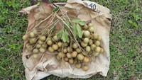 Buah Kelengkeng