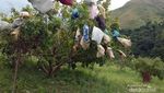 Segar! Wisata ke Kebun Kelengkeng di Aceh Besar