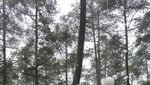 Segarkan Pikiran di Orchid Forest Bandung