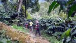 Segarnya Air Terjun Tancak di Jember