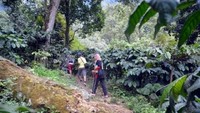 Jalan menanjak menlewati kebun kopi Arabica