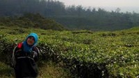 Ditengah Kebun Teh