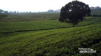 Hamparan Kebun Teh Kawasan Penginapan