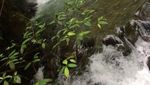 Segarnya Bermain air di Curug Putri Kencana