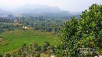 Segarnya Udara Pagi di Gunung Leutik Bogor