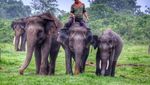 Sehari Bersama Gajah-Gajah Way Kambas