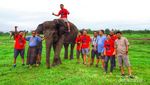 Sehari Bersama Gajah-Gajah Way Kambas