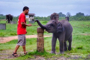 Sehari Bersama Gajah-Gajah Way Kambas
