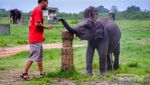 Sehari Bersama Gajah-Gajah Way Kambas