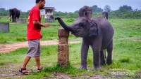 bermain dengan bayi Gajah