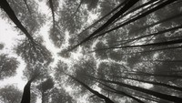 Hutan Pinus Mangunan