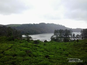 Seharian Menjelajah Indahnya Ciwidey, Puas!