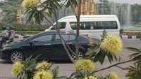 Terpesona dengan bunga unik yang jarang saya temui di Jawa.