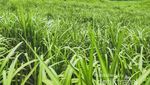 Sekarang #dirumahaja, Esok Kita Ke Kedung Pedut