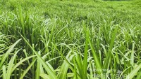 Pemandangan saat perjalanan