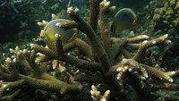 Alam bawah laut Krakatau