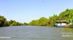 Selain di Jakarta, Hutan Mangrove juga Eksis di Surabaya