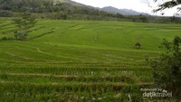 Pemandangan hijau yang memanjakan mata