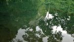 Selain Labuan Cermin, Kaltim Juga Punya Danau Nyadeng
