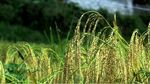 Selain Ubud, Ini Area Sawah di Bali yang Tak Kalah Cantik