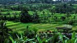 Selain Ubud, Ini Area Sawah di Bali yang Tak Kalah Cantik