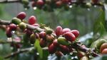 Selamat Datang di Gayo, Kota Kopi Indonesia
