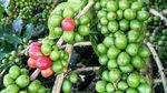 Selamat Datang di Gayo, Kota Kopi Indonesia