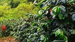 Selamat Datang di Gayo, Kota Kopi Indonesia