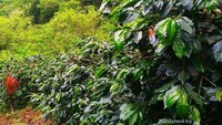 Kopi Ateng Super, salah satu varitas unggulan kopi gayo