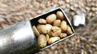 Pengolahan kopi gayo secara modern