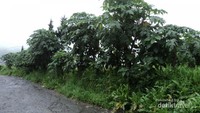 Pohon Carica disepanjang sisi jalan menuju desa
