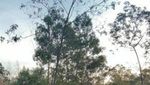 Selamat Pagi dari Bukit Sikunir