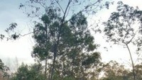 Jalur turun dari atas bukit