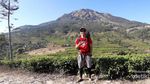 Selamat Pagi dari Kebun Teh Ungaran