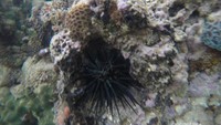Biota laut lainya yaitu bulu babi dan karang laut. Pengunjung harus berhati-hati ketika berjalan.