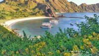 Pesona Pulau Padar, cantik bukan?