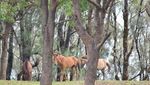 Selandia Baru ala Indonesia di NTT