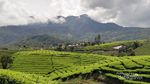 Selandia Baru? Pemandangan Seperti Ini ada di Sumatera Barat