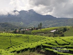 Selandia Baru? Pemandangan Seperti Ini ada di Sumatera Barat