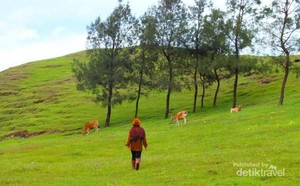 Selandia Baru Tapi di NTT