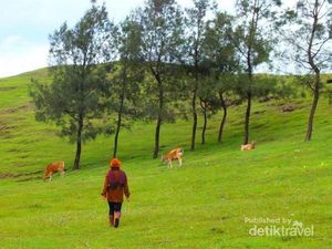 Selandia Baru Tapi di NTT