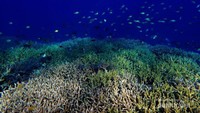 Bawah laut pulau Paserang