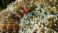 Ikan giru, cantiknya