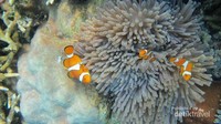 Kalau snorkeling biasanya dapat nemo