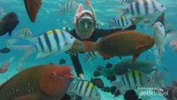 Aneka warna Ikan di Pulau Rubiah