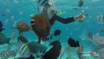 Selfie Bareng Ikan-ikan Cantik Pulau Rubiah, Bikin Kangen