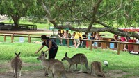 Berinteraksi dengan Kanguru abu  di Currumbin Wildlife Sanctuary
